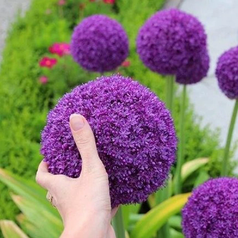 Оптовые фиолетовые крупные луковые bulbs, морозостойкие цветочные горшечные растения, дворовые наземные луковые bulbs, легко выращиваемые в любое время года.