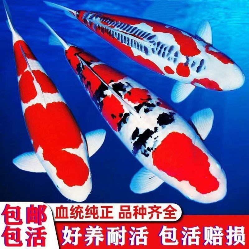 Koi Live Fish Cold Water Freshwater Purebred Red and White Taisho Three-Color Durable White Golden Gold Lucky Fish Easy to Raise Ornamental Fish