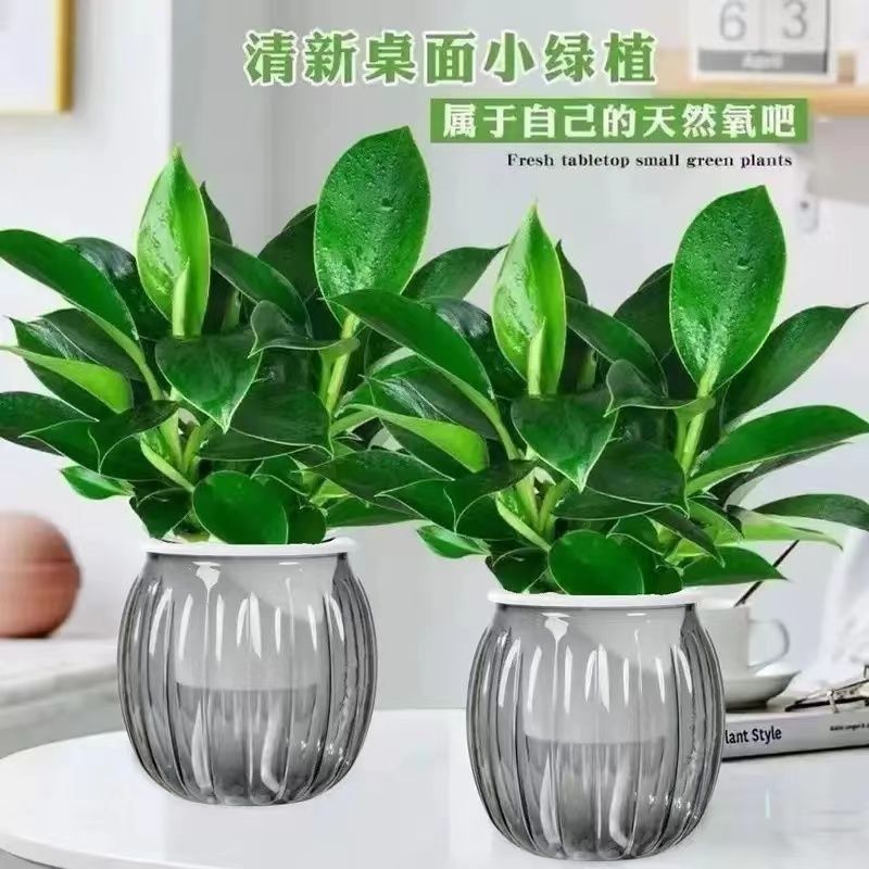 핫 아이템: [1개 구매 시 1개 무료] 회색 호박 냄비 2개 + 마약왕 2개