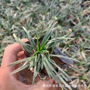 Base Direct Sales of Jade Dragon Grass, Dwarf Ophiopogon Japonicus, Holly Leaves, Ophiopogon Japonicus, Phnom Penh Ophiopogon Japonicus, Evergreen and Cold-Resistant Courtyard Greening