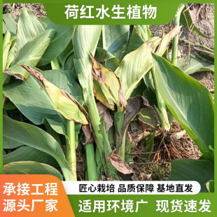 Aquatic Zaili Flower Artificial Wetland Planting Aquatic Flower Plants Emergent Green Plants Pond Water Body Greening Landscape