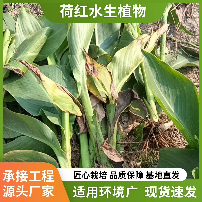 Поставка водного гиацинта, питомник водных растений, посадочная база, водоем, лесное озеленение, цветы, рассада водного гиацинта оптом