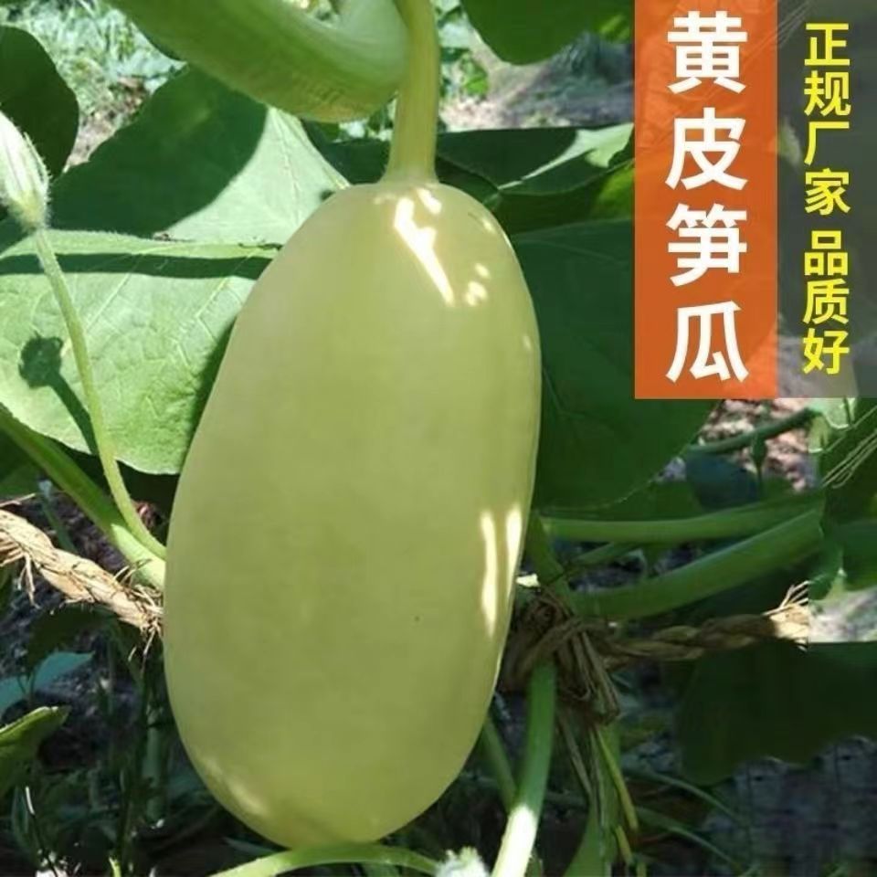 高产黄皮大笋瓜种子大南瓜白玉瓜角瓜种籽春秋季四季吊瓜蔬菜种孑