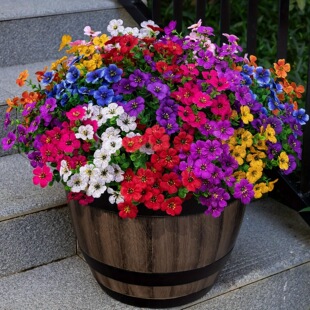 �ź��羳���R�d��������ٻ����_�m��ɫ�������껨�پӑ����b�