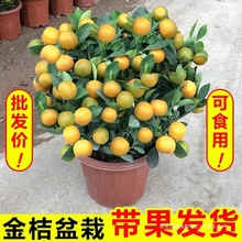 ��ۘ����Ԏ�����ʳ���ļ����Ә���ֲ��͏d�҃���û��ܾGֲ