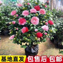 ɽ�軨������������ɫ�൤������ɽ�軨�����辰�̨�ͺ����B�軨