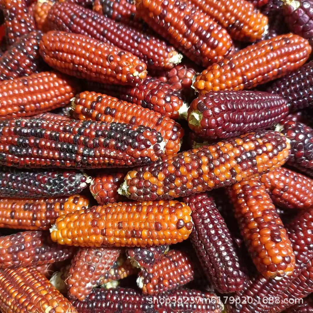 Маленький кролик, оптовая продажа, кукурузные зерна, питомец