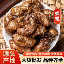 蝉蜕 知了皮蝉衣水洗蝉蜕中药材蝉蜕包邮代磨粉产地货源量大从优