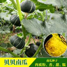 迷你贝贝南瓜种子  迷你型小绿板栗南瓜特色黑贝贝礼品南瓜籽