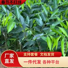 һl骳FșĺϳFľͥԺG