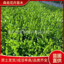 �������S���lì��������ؾG����ľ�е���G �hֲ�� �o�¾G������