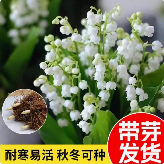 Саженцы ландыша с бутонами и корнями, луковицы горшечных растений, морозостойкие комнатные и уличные цветы и зеленые растения, цветущие в любое время года.