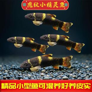 �ϻ�С���`�~���y���`�~��ˮ�M��ԭ��Ϫ���~�����̦С���~���w