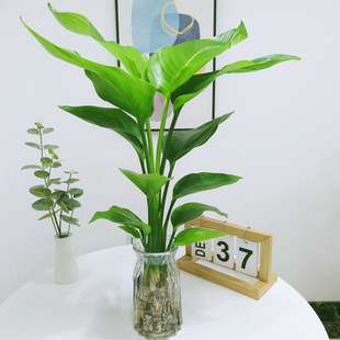 �����Bˮ��ֲ��ˮ�B�Gֲ�҃����Լ��ú��B�����ļ������k���҃�