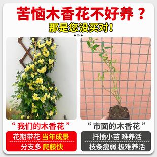 �Sľ�㻨������ֲ��ͥԺ���������ذ�tľ�����o���Nޱ�����B
