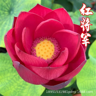 ˮ��ֲ����ɏ�����҃Ȼ����B�ļ��_���N����ˮ�B�ɻ����Կ͏d�S��