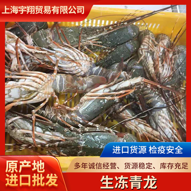 越南生冻小青龙虾水产海鲜印尼速冻青龙虾 冰鲜现冻青龙仔龙虾