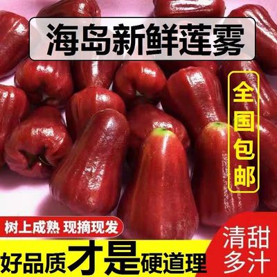 Wax apple Hainan 5 fresh fruit Tropical Black gold Congo pregnant woman fruit Replenish water Fairy 1 -3 Catty