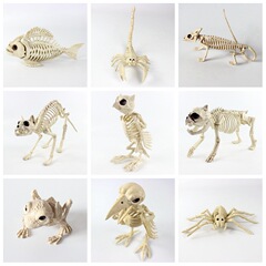 Halloween horror skeleton animal skeleton bat spider scorpion mouse snake haunted house decoration props toad skeleton