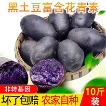 青海特产新鲜黑土豆黑金刚紫色大马铃薯乌洋芋小土豆富含花青素