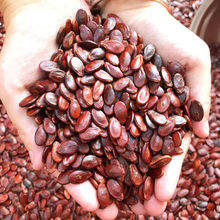 江西赣南炒熟水煮蒸汽盐西瓜子原味五香信丰红瓜子炒货特产代发