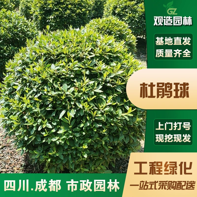 Рассада азалий Сычуаньский сад инженерное озеленение весенняя азалия двор сад азалия весенняя азалия цветок зеленое растение шариковые рассада