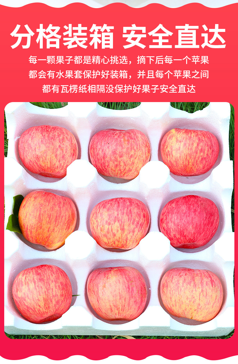 红富士苹果详情_10