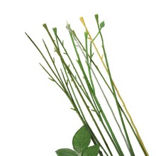 ���滨���ϻ�֦���õ�廨�U����֦�ɼٻ��ɻ��������U�������