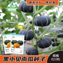 ؐؐС�ϹϷN�Ӻ�ɫ��Ŵ��������GƤ����ζ�ϹϷN�Ѵ����ļ��ѷN