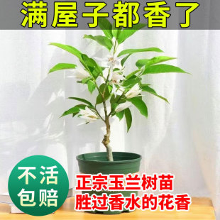 һ�����l���m������ �޽��S���m�S���m�����m�S���m���绨�ܘ���