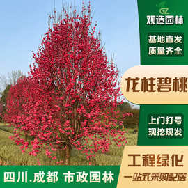 龙柱碧桃树苗四川园林绿化工程庭院观赏桃花植物别墅耐寒风景大树