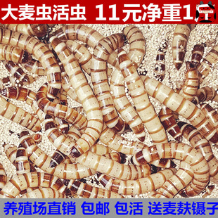 �����x���x����x��̖�S���x�����~������ϰ˸箋ü�Bʳ�x��