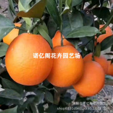 �Ĵ��\�Ș���������M��Ě�����ϱ�����������ͥԺ�Nֲˮ��������