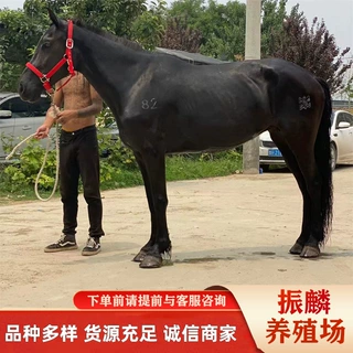 辽宁有卖骑乘马 半血马 阿拉伯马的吗 什么价位
