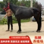 辽宁阿拉伯马