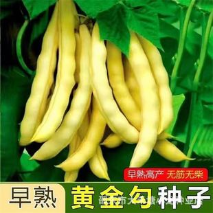 �S���h�ܶ��N���S�𹴖|���Ͷ����џo��o���Sɫ����߮a�߲˷N��