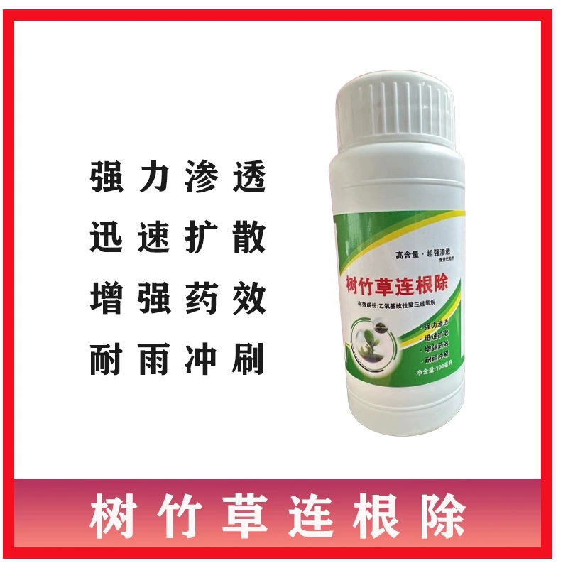 Деревья бамбука и травы уничтожили деревья, бамбук и траву гнилые корни деревьев