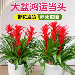 ��֦���~ï�����\���^����ֲ���P�滨��ˮ�໨���r���t�ǽ��X��G