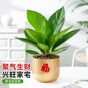 Cornucopia of Green Plants, Florals, Indoor Potted Money Trees, Living Room Internet Celebrity Potted Plants to Purify the Air