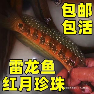 �t�²ʺ���ˮ�~���������^�p�����~���B���������~��ˮ�~����