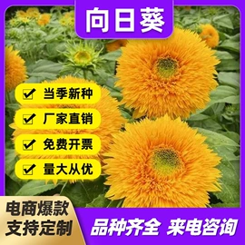 乔木;灌木;盆栽