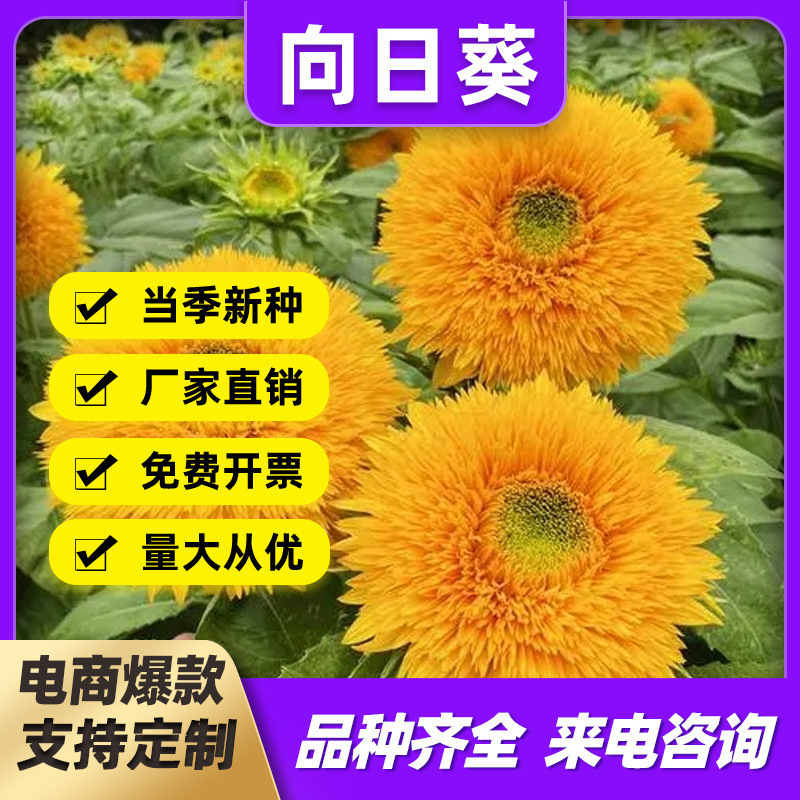 观赏食用矮杆向日葵种子太阳花葵花籽室内阳台好养易活四季开花