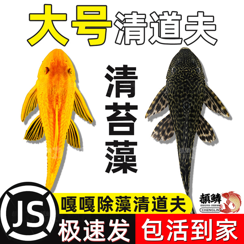 Fish Tank Cleaner Algae Remover Specializes in Eating Feces, Garbage, and Excrement to Clean Algae and Leftover Food for Tropical Freshwater Ornamental Fish