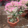 Bougainvillea Fujian Base Supplying Red Bougainvillea Pink Bougainvillea