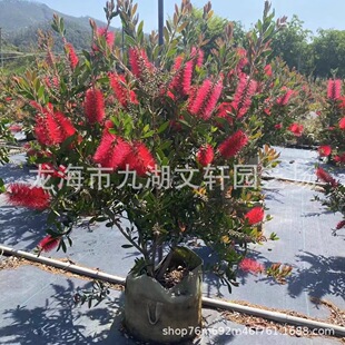 �����tǧ�ӻ��������r���X�������Nֲ�Gֲ�^�pֲ��ͥԺ�^�pֲ��