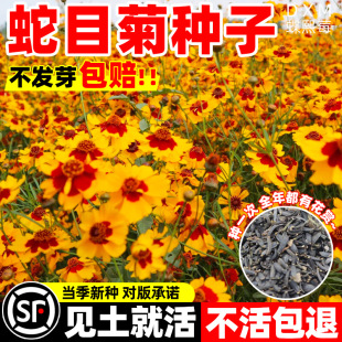 ��Ŀ�շN���ͺ���ɫ���u�ջ��N���ļ����NͥԺ�����̨�G���N����