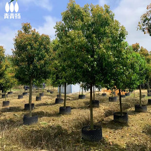 ��������G���L�����С�~�e��ͥԺ��÷��x�ļ������ͺ�������ľ