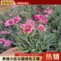 美国基地地被绿化石竹