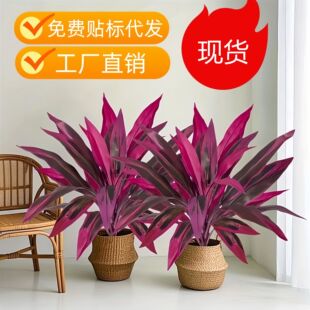 ��ʽ�羳���R�d�ָ���Ѫ�����ľ�~�B��ާ��콶�G�����~�쾰�b�