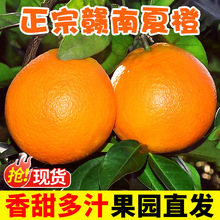 橙子赣南夏橙10斤应当季水果新鲜现摘赣州果冻橙冰糖甜橙包邮混批